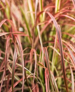 Graceful Grasses® ‘Fireworks’ Variegated Red Fountain Grass