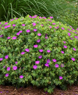 'New Hampshire Purple' hardy geranium