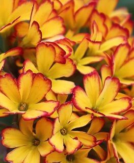 Oakleaf Yellow Picotee Primrose, Primula Vulgaris
Shutterstock.com
New York, NY
