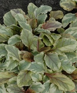 'Golden Glow' Bugleweed