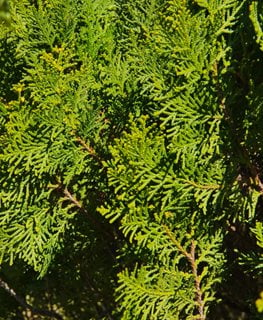 Golden Hinoki Cypress, Chamaecyparis Obtusa
Shutterstock.com
New York, NY