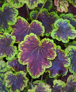 'Solar Eclipse' heucherella