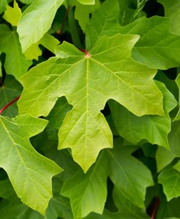 Bigleaf maple leaf