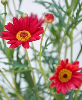 Sassy Red Marguerite daisy