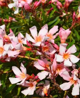 Petite Pink Oleander, Nerium Olenader, Oleander Shrub
Shutterstock.com
New York, NY
