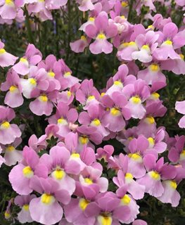 Aromance Pink Nemesia, Nemesia Fruticans
Proven Winners
Sycamore, IL