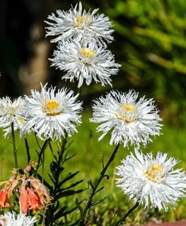 Crazy Daisy Shasta Daisy, Leucanthemum Superbum  Alamy Stock Photo  Brooklyn, NY