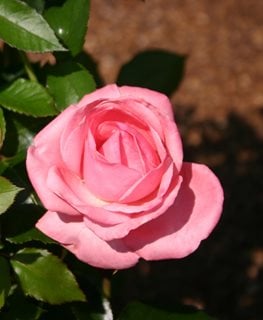 Easy Elegance Grandma's Blessing Rose, Rosa Hybrid, Pink Rose
Millette Photomedia