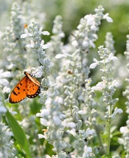 Ellagance Snow Lavender, White Lavender Flowers
Shutterstock.com
New York, NY