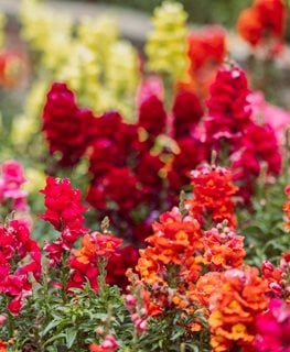 Candy Showers Snapdragon
Shutterstock.com
New York, NY