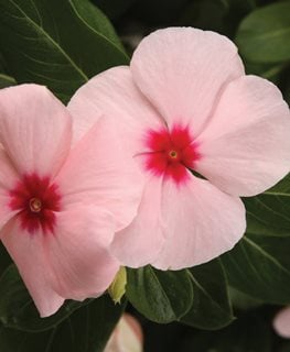 Cora Apricot Vinca, Cataranthus Roseus, Annual Vinca
Proven Winners
Sycamore, IL