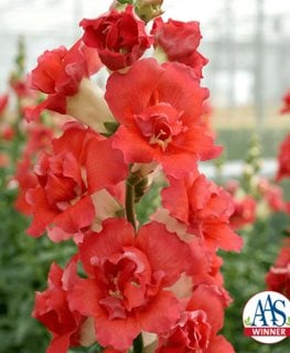 Doubleshot Orange Bicolor Snapdragon
All-America Selections
Downers Grove, IL
