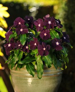 Jams N' Jellies Blackberry Vinca, Deep Purple Flowers
All-America Selections
Downers Grove, IL