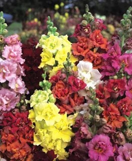 Madame Butterfly Mix Snapdragons
All-America Selections
Downers Grove, IL