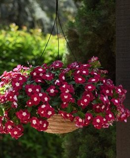 Mediterranean Xp Burgundy Halo, Cataranthus Roseus, Burgundy Flowers
Ball Horticultural Company
Chicago, IL