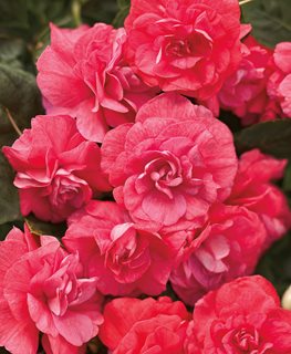 Rockapulco Coral Reef Impatiens, Impatiens Walleriana
Proven Winners
Sycamore, IL