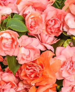 Rockapulco Tropical Shades Impatiens, Double Impatiens
Proven Winners
Sycamore, IL