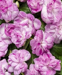 Rockapulco Wisteria Impatiens, Double Impatiens
Proven Winners
Sycamore, IL