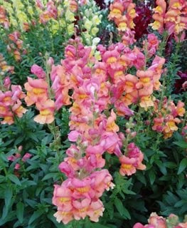 Rocket Bronze Snapdragon
All-America Selections
Downers Grove, IL