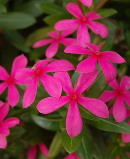 Soiree Kawaii Pink Vinca, Vinca Flower, Hot Pink Flower
Proven Winners
Sycamore, IL
