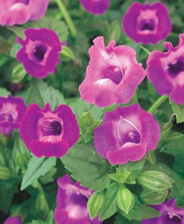 Catalina® White Linen wishbone flower