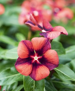 Tattoo Tangerine Vinca, Orange And Purple Flower, Annual Vinca
Millette Photomedia