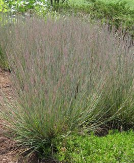 Carousel Little Bluestem, Schizachyrium Scoparium
PlantsNoveau
