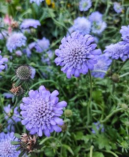 Butterfly Blue Scabiosa, Scabiosa Columbaria
Shutterstock.com
New York, NY