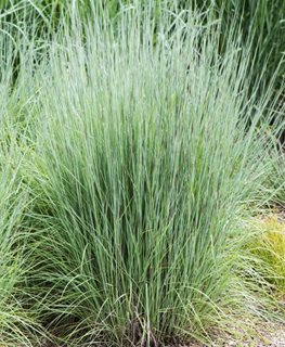 Schizachyrium The Blues, Little Bluestem Grass
Millette Photomedia