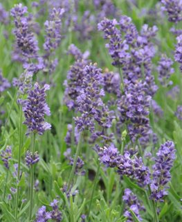 Superblue Lavender, Lavandula Angustifolia 'superblue'
Millette Photomedia