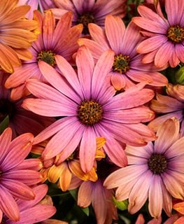 Bright Lights Horizon Sunset African Daisy, Osteospermum
Proven Winners
Sycamore, IL