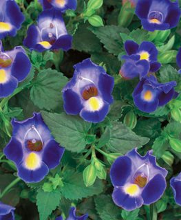 Catalina® Midnight Blue wishbone flower