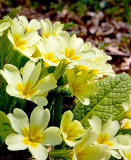 English Primrose, Yellow Primrose Flowers
Shutterstock.com
New York, NY