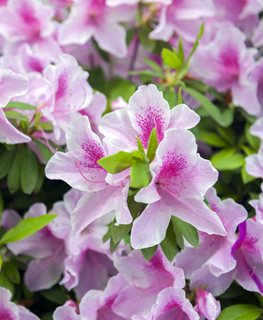 ‘GEORGE L TABER’ AZALEA