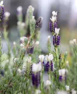 Madrid Blue Spanish Lavender, Lavandula Stoechas
Garden Design
Calimesa, CA