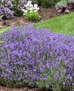 Munstead Lavender, Lavandula Angustifolia 'munstead'
Walters Gardens
