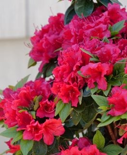 PERFECTO MUNDO RED® AZALEA