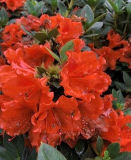PERFECTO MUNDO® ORANGE AZALEA