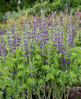 Periwinkle Popsicle Baptisia, False Indigo Plant
Proven Winners
Sycamore, IL