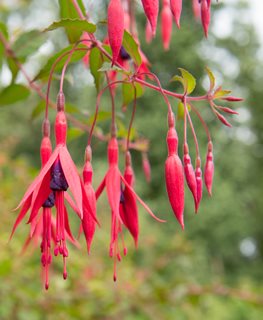 'RICCARTONII' FUCHSIA