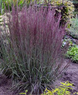 Blue Paradise Schizachyrium, Little Bluestem
Proven Winners
Sycamore, IL