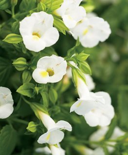 Catalina® White Linen wishbone flower