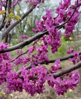 Luscious Lavender Redbud Tree