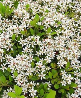 Clara Indian Hawthorn, Rhaphiolepis Indica
Flickr
