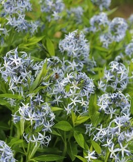 Eastern Blue Star, Amsonia Tabernaemontana
Shutterstock.com
New York, NY