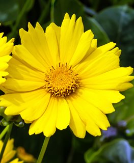 LANCELEAF COREOPSIS