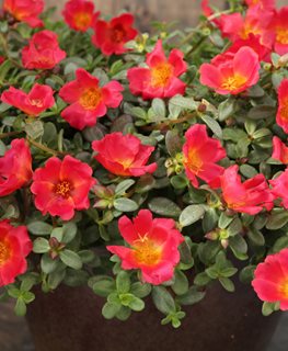 Mojave Red Portulaca, Portulaca Umbraticola
Proven Winners
Sycamore, IL
