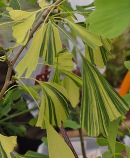 Variegata Ginkgo, Variegated Ginkgo
Shutterstock.com
New York, NY
