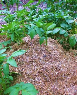 hilling around potato plants