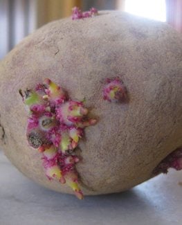 seed potato